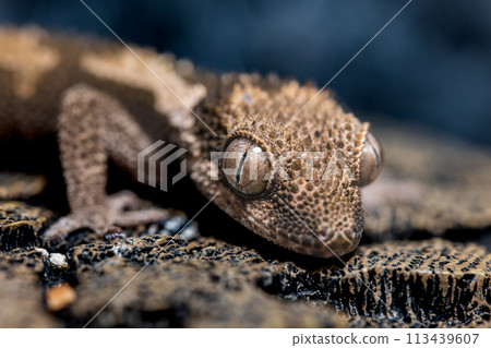 Macro of Lugossaft gecko Macro of Lugossaft gecko 113439607
