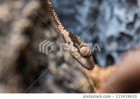 Macro of Lugossaft gecko Macro of Lugossaft gecko 113439610