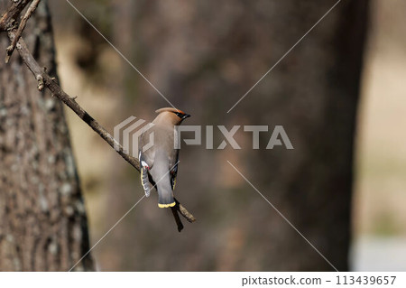 Bohemian waxwing perching on a tree 113439657