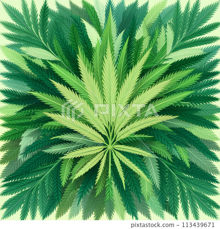 Cannabis marijuana hemp leaf green background medicine weed herb Cannabis marijuana hemp leaf green background medicine weed herb 113439671