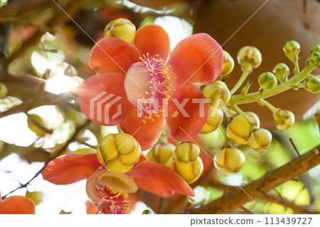 Orange Cannonball tree flower blooming in summer season Orange Cannonball tree flower blooming in summer season 113439727