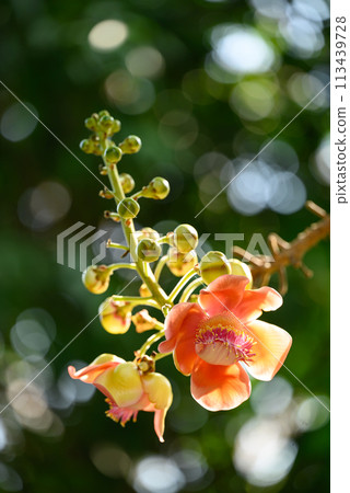 Orange Cannonball tree flower blooming in summer season 113439728