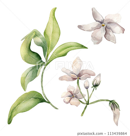 Jasmine sambac plant watercolor illustration isolated on white. White flower botanical style hand drawn. Set of jasmine flowers and bud drawing. Design elements for label product cosmetic, packaging 113439864