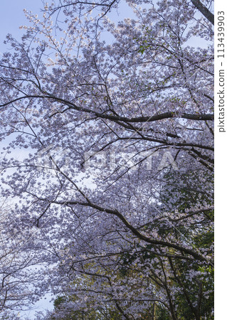 櫻花盛開 鳥取縣 稻葉千本櫻 染井吉野 113439903