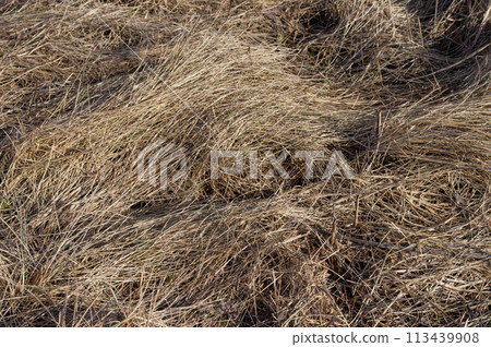 Closeup of dry grass on the ground Closeup of dry grass on the ground 113439908