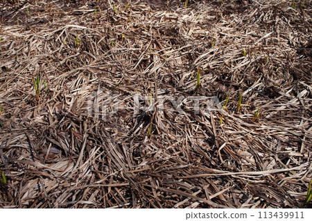 Old dry grass, new green sprouts Old dry grass, new green sprouts 113439911