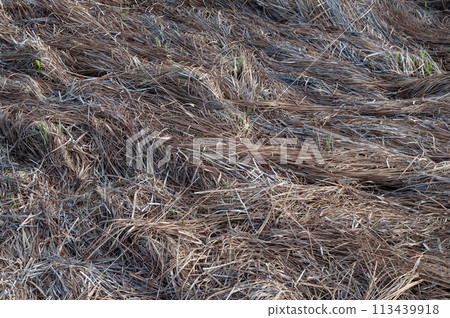 Dry grass on the ground Dry grass on the ground 113439918