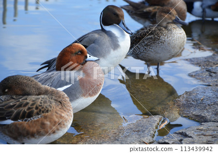 A flock of ducks relaxing by the water 113439942