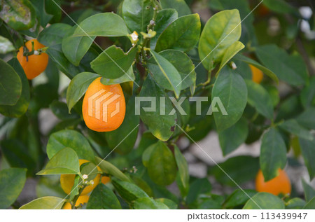 紫紅色金桔 113439947