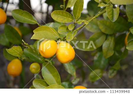 紫紅色金桔 紫紅色金桔 113439948