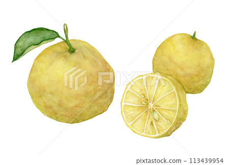 柚子水彩插圖 柚子水彩插圖 113439954