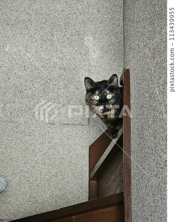 偷看的鐵鏽貓 偷看的鐵鏽貓 113439955