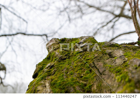 A tree trunk with moss on it and a sky background 113440247