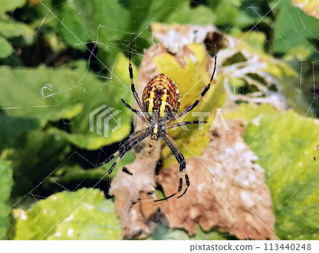 Macro spider close-up. Spider in the wild nature weaving web. Toxic wild spider 113440248