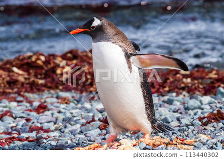 Close-up of a Gentoo Penguin on Trinity Island. Close-up of a Gentoo Penguin on Trinity Island. 113440302
