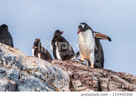 Gentoo Penguin Colony at Sierra Cove 113440306