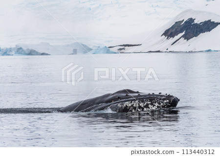 Close-up of a Whale Head 113440312