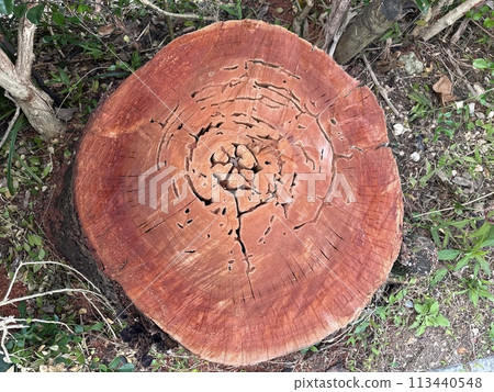 樹環 樹環 113440548