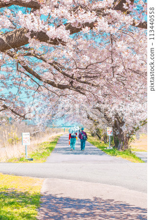 人們沿著櫻花林蔭道漫步 113440558
