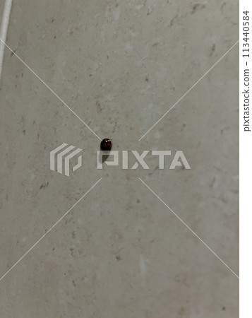 Ladybug stuck to the wall 113440584