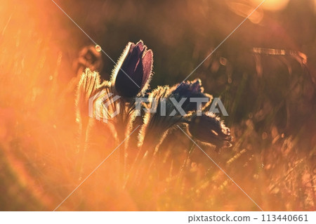 Spring flower. Nature with meadow and sunset. Seasonal concept for springtime. Beautifully blossoming pasque flower and sun with a natural colored background. (Pulsatilla grandis) 113440661