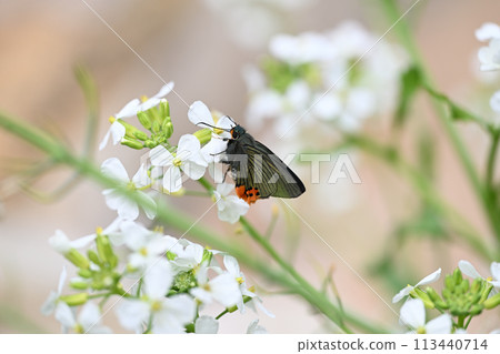 Aoba seri (Aoba 弄) 和蘿蔔花 113440714