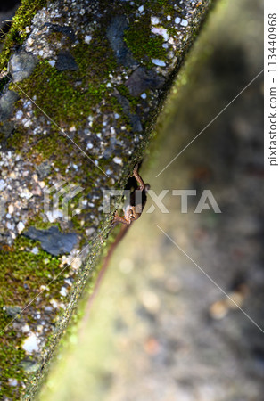 A small newt hiding in a gap between mossy stones A small newt hiding in a gap between mossy stones 113440968