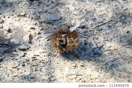 栗子、毛邊、秋天、季節、自然、落葉、森林、收穫、水果、野生、食物、營養、健康、天然食物、堅果、農業 113440970