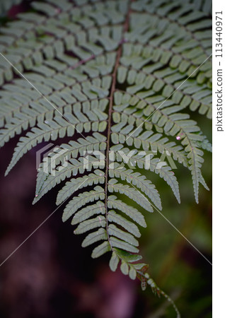 綠色蕨類植物，葉子細 113440971