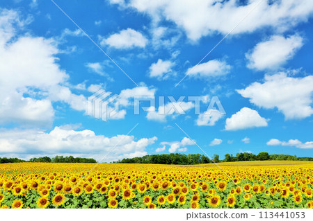 Hokkaido summer blue sky and sunflower landscape 113441053