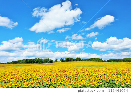 北海道夏天藍天和向日葵風景 113441054