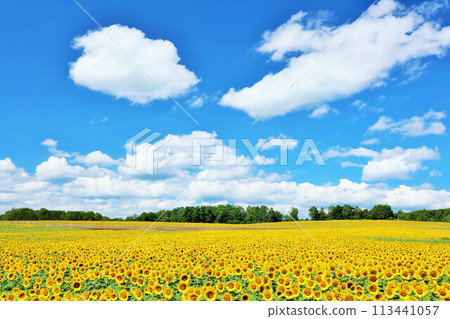 北海道夏天藍天和向日葵風景 113441057