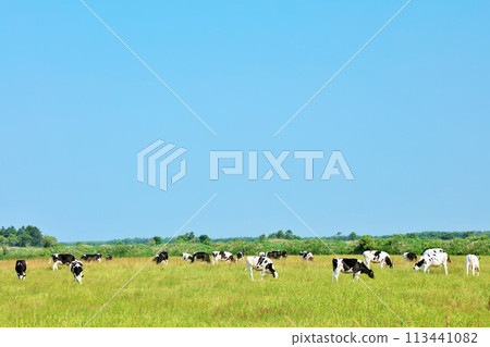Hokkaido summer blue sky and ranch cows 113441082