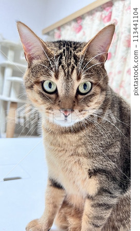 cat, pussy, relaxen 113441104