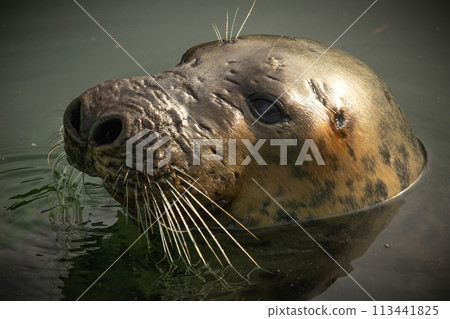 Grey seal (Halichoerus grypus) swimming Grey seal (Halichoerus grypus) swimming 113441825