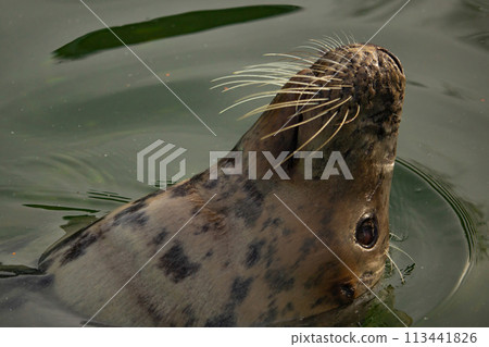 Grey seal (Halichoerus grypus) surfacing Grey seal (Halichoerus grypus) surfacing 113441826