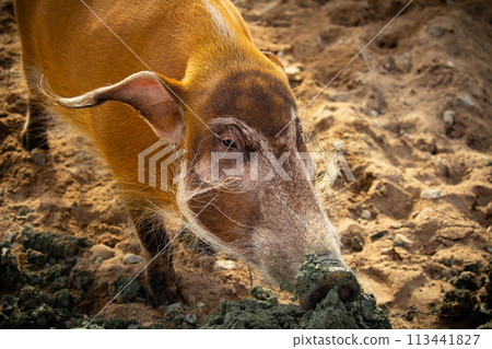 The red river hog also known as the bush pig The red river hog also known as the bush pig 113441827