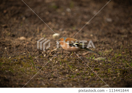 Chaffinch bird songbird of the family of finches, 113441844