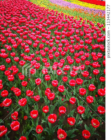Tulips at Kasumigaura Comprehensive Park, featuring Dutch-style windmills and an artificial waterfall 113442177