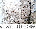 Cherry blossoms begin to fall 113442499