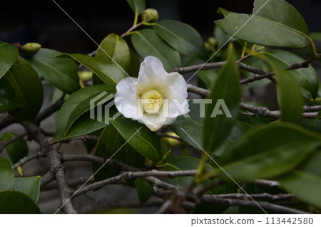 Hojuji Temple Wabisuke (camellia) Hojuji Temple Wabisuke (camellia) 113442580