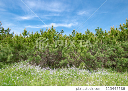 海岸線與藍天的風景 海岸線與藍天的風景 113442586