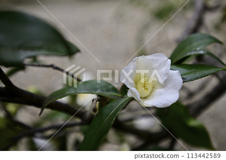 Hojuji Temple Wabisuke (camellia) Hojuji Temple Wabisuke (camellia) 113442589