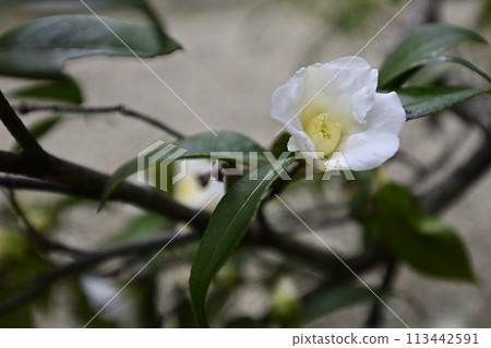 Hojuji Temple Wabisuke (camellia) Hojuji Temple Wabisuke (camellia) 113442591