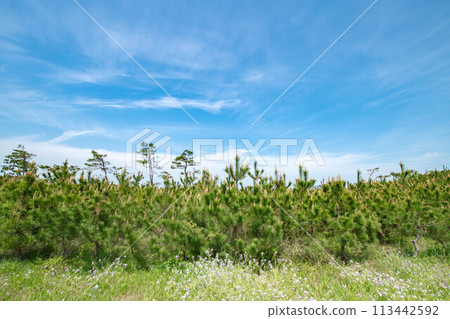 藍天白雲沿岸風景 113442592