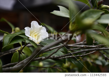 法壽寺侘助（山茶花） 113442593