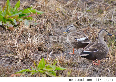 Wigeon looking for food on the riverbed in winter 113442724