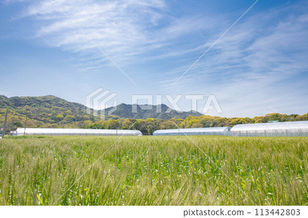 麥田與藍天的風景 113442803