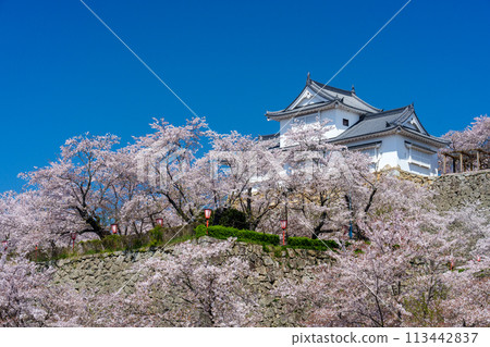 在Tsuyama城堡的櫻花 113442837