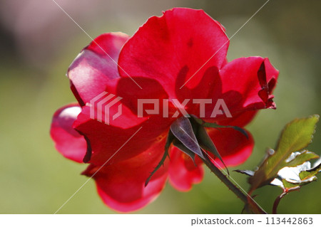 Arao City Ominous Citizen Flower Bed Rose Flower, Arao City Ominous Citizen Flower Bed Rose Flower, 113442863
